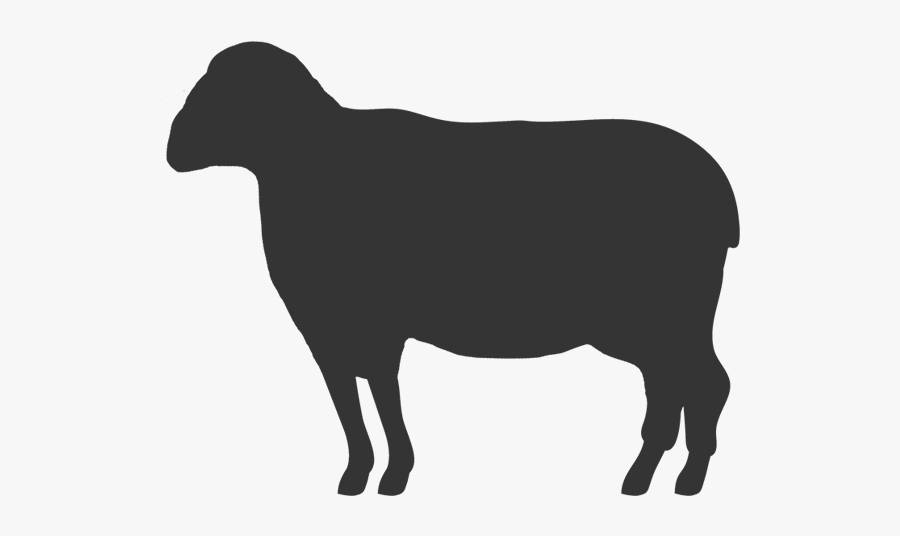 Lamb - Cattle, Transparent Clipart