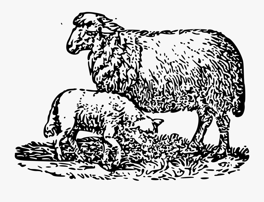 File Cherokeeprimer P Wikimedia - Sheep, Transparent Clipart