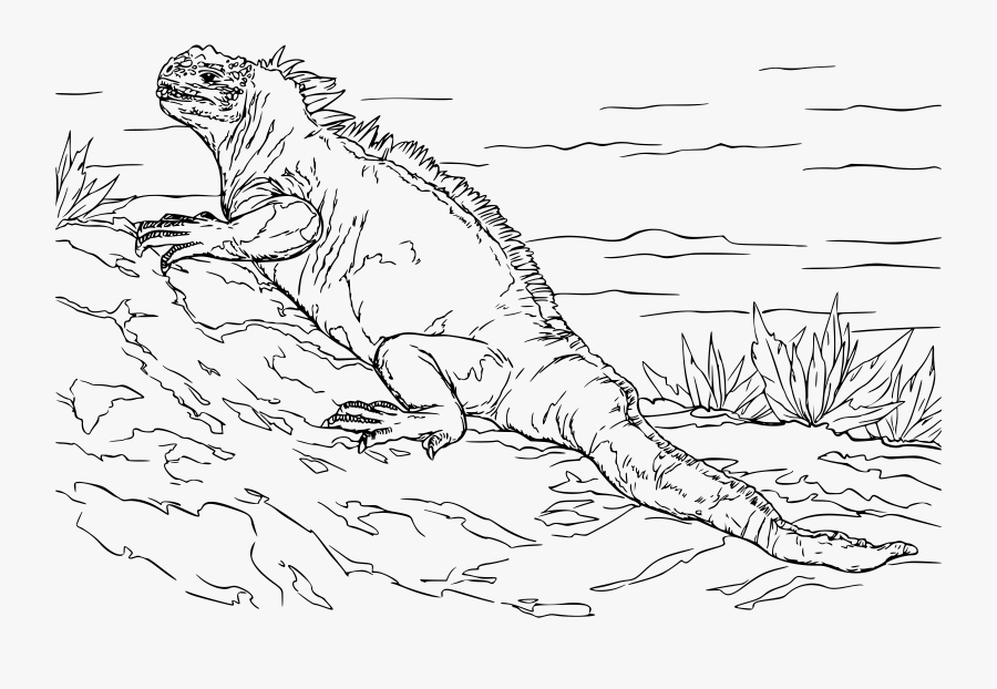 Marine Iguana Clip Arts - Marine Iguana Black And White, Transparent Clipart
