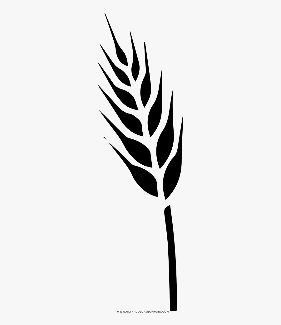Triticale Drawing, Transparent Clipart