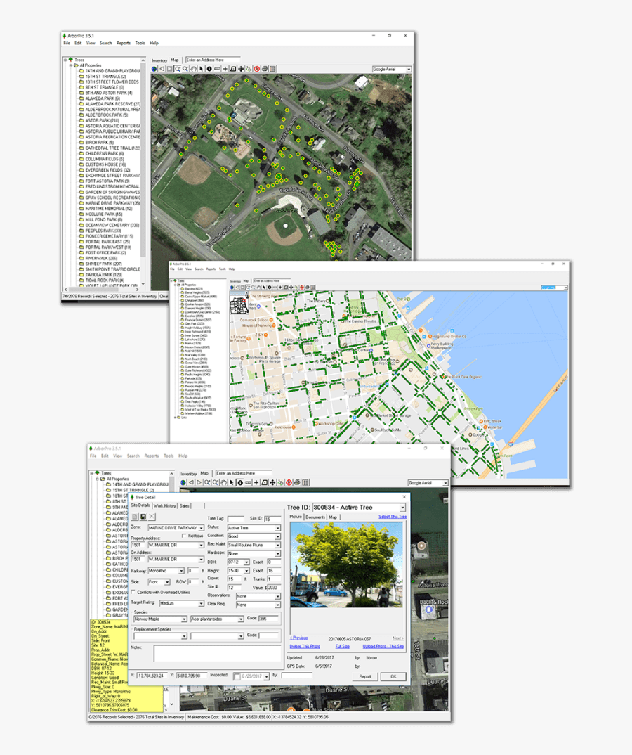 Tree Management Software - Tree, Transparent Clipart