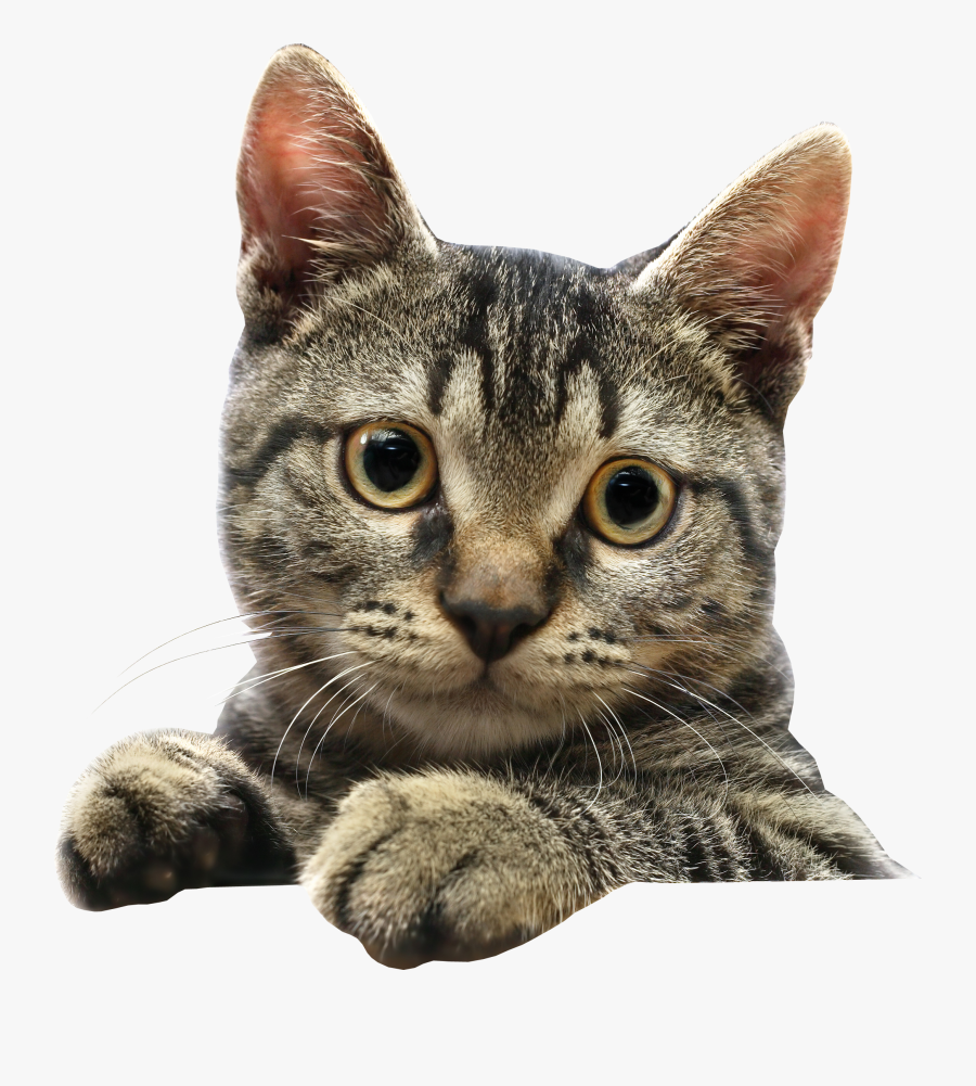 Кошка Png - Котик Пнг, Transparent Clipart
