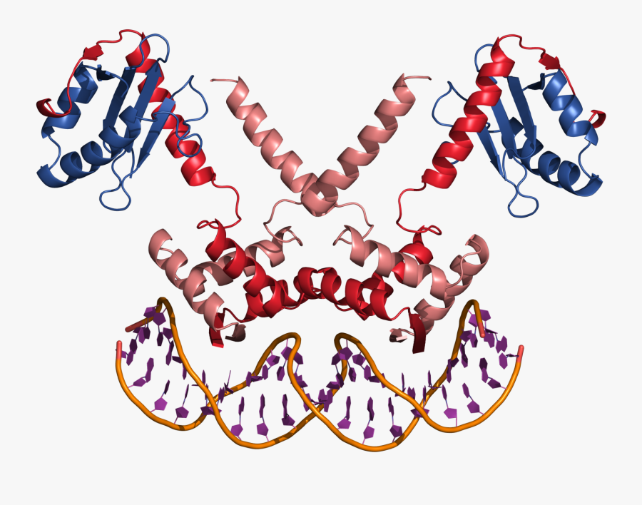 The Ditlev Brodersen Lab - Toxin Antitoxin Crystal Structure, Transparent Clipart