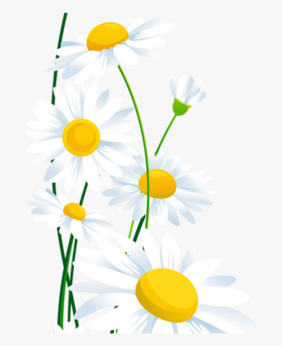 Daisies Clipart Daisy Petal - White Daisy Clipart Transparent, Transparent Clipart