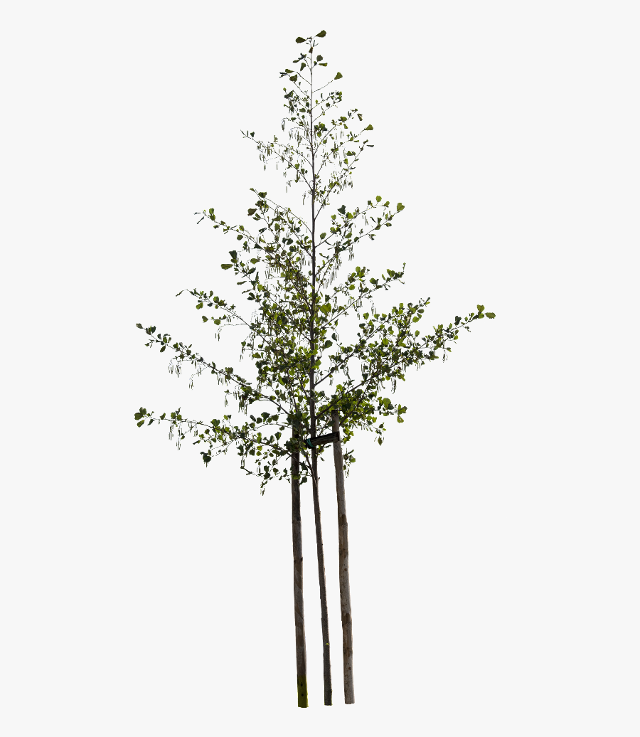 Small Tree Png, Transparent Clipart