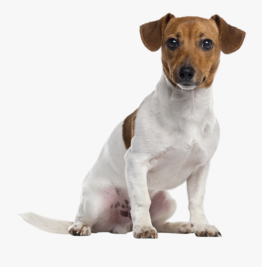 Clip Art Jack Russell Photo - Jack Russell Terrier Pelo Corto, Transparent Clipart
