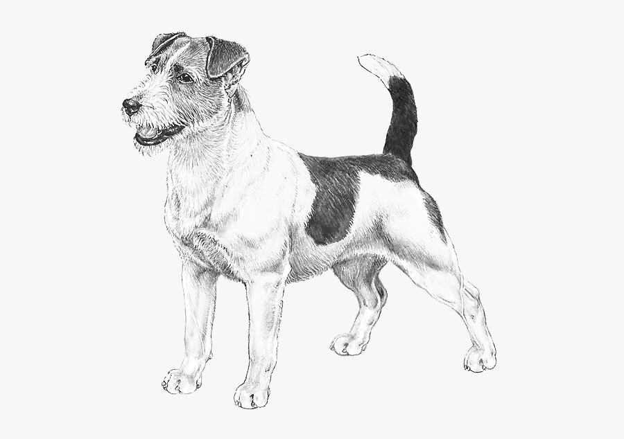 Transparent Australian Shepherd Clipart - Disegni Un Jack Russel, Transparent Clipart