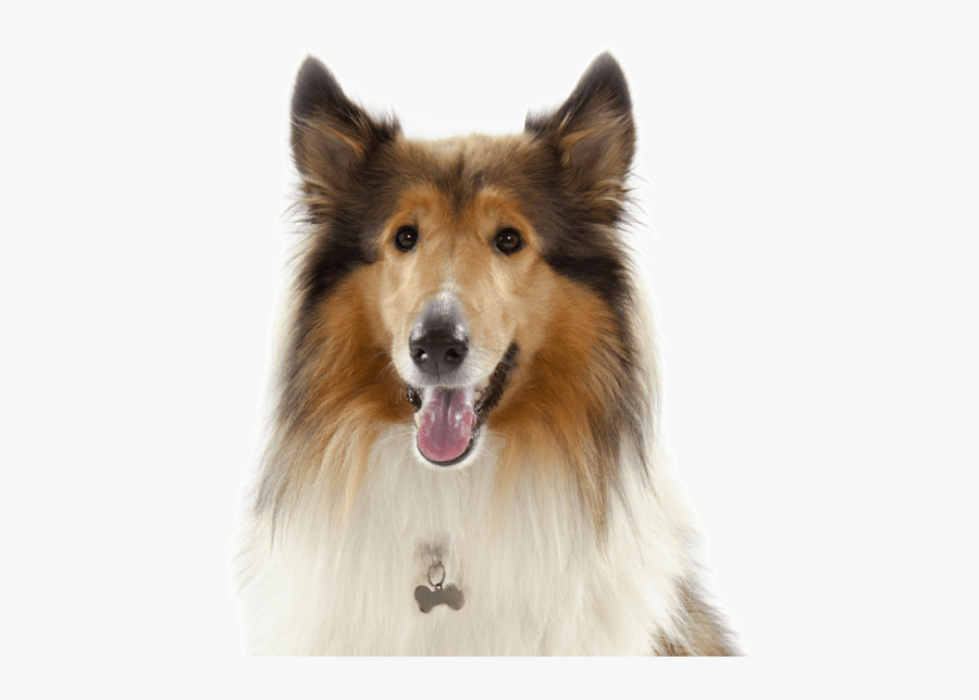 Clip Art Puppies Dogs Search - Collie Shelter, Transparent Clipart
