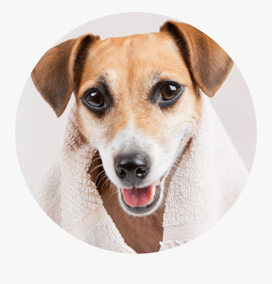 Jack Russell Terrier - Bath Dog, Transparent Clipart