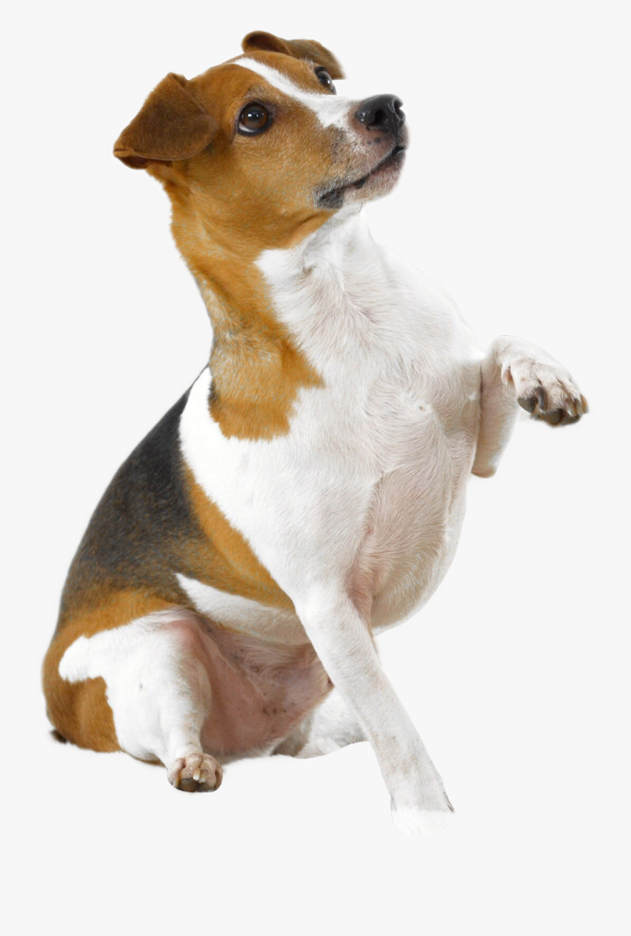 Jack Russell Terrier - Dog With Paw Up, Transparent Clipart