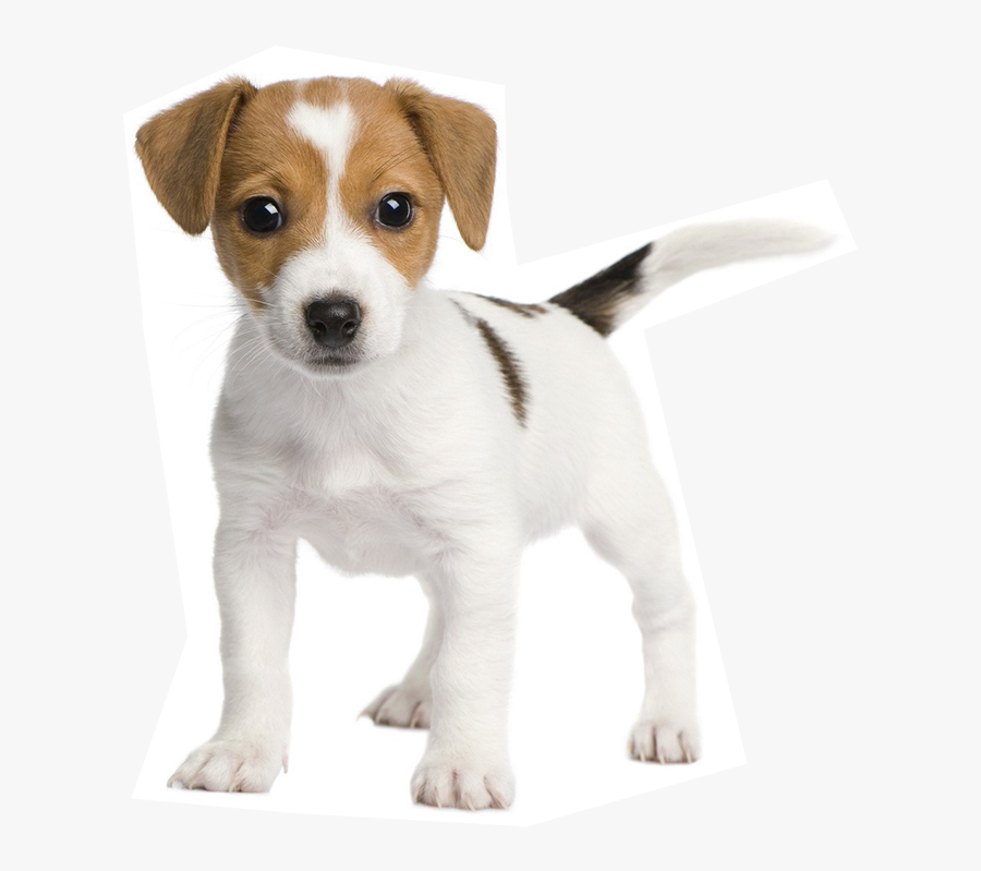 Transparent Puppy Paw Png - Jack Russell Terrier, Transparent Clipart