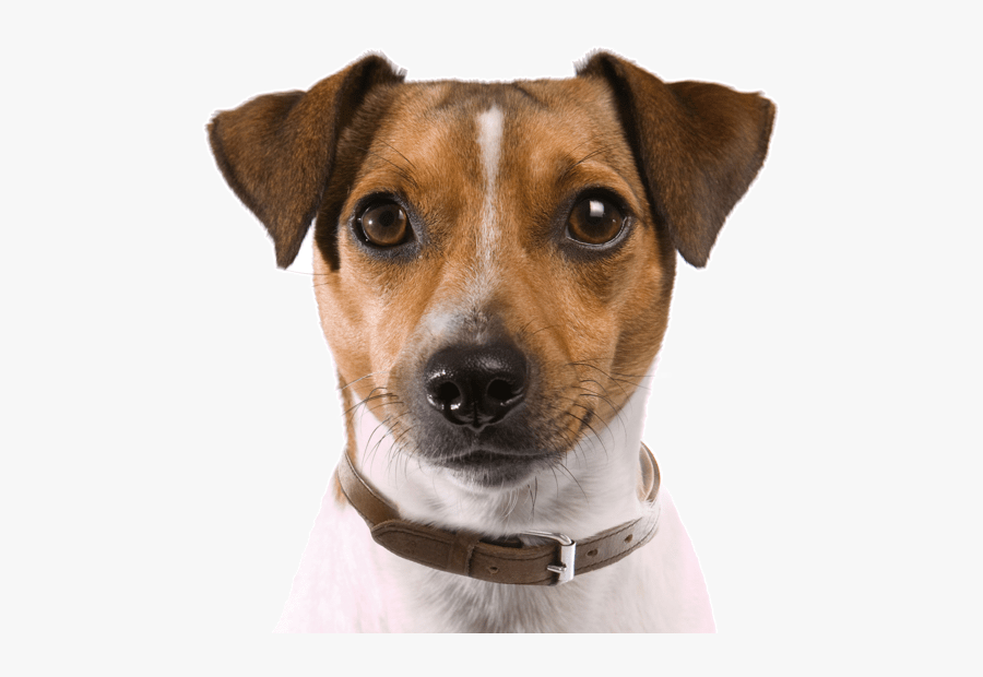Rat Terrier Puppies Dogs - Rata Terrier, Transparent Clipart