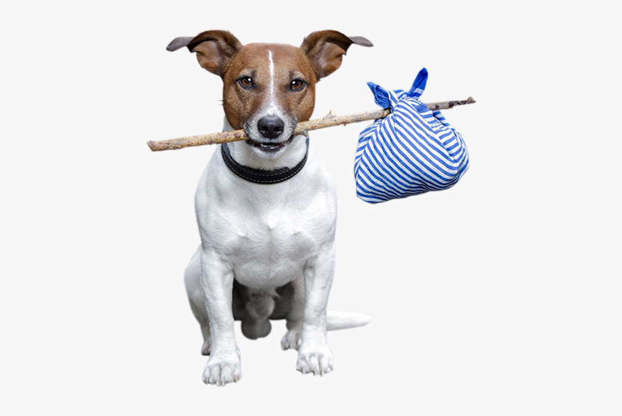 Jack Russell Terrier Rat Terrier Dog Breed Animal - Perros Perdidos, Transparent Clipart