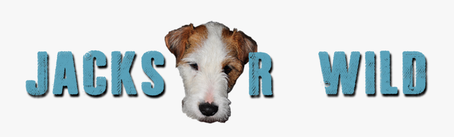 Jacks R Wild - Kromfohrländer, Transparent Clipart