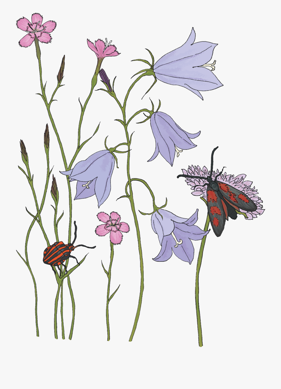 Harebell, Transparent Clipart