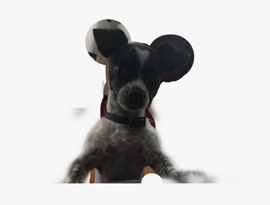 #loki #jackrussell #puppy #pet #friend #freetoedit - Companion Dog, Transparent Clipart