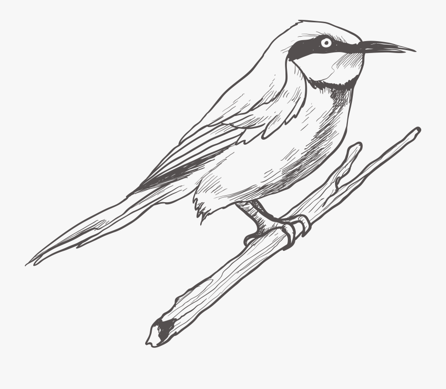 Clip Art Bird Sketches - Grey Bird Drawing Png, Transparent Clipart