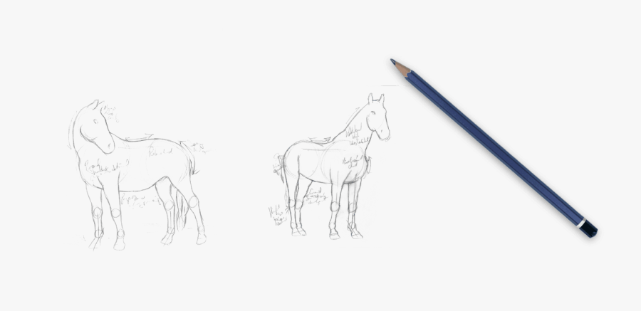 Galway Farm"s Lorrie Canady Has A Outstanding Reputation - Sketch, Transparent Clipart