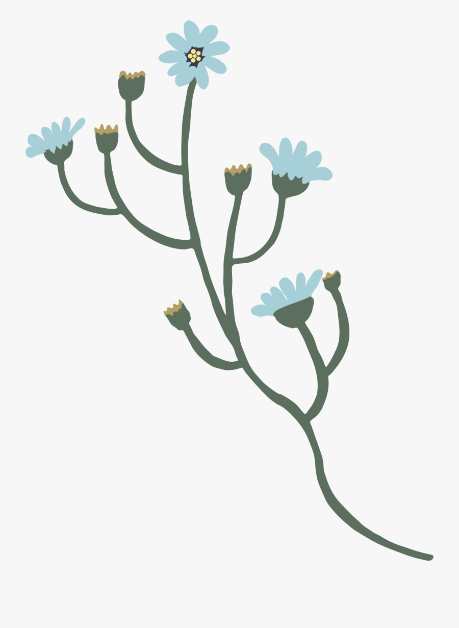 African Daisy, Transparent Clipart