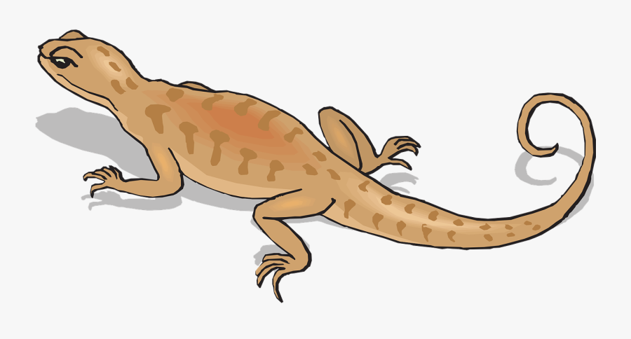 Brown Shadow Away Free Picture - Kangaroo Conservation Center, Transparent Clipart