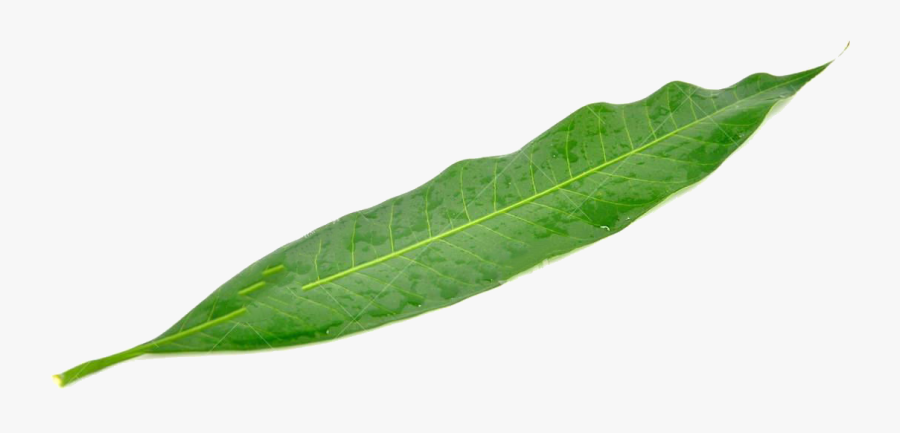 Leaf Mango Green Mangifera Indica - Mango Leaf Png, Transparent Clipart