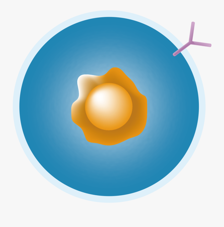 B Cell Png - Circle, Transparent Clipart