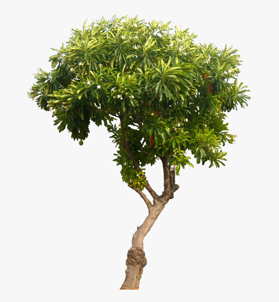 Mango Tree Png - Mango Tree Png Hd, Transparent Clipart