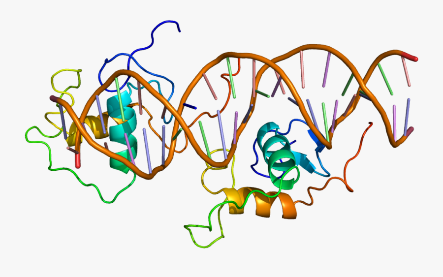 Rev Erb A Structure, Transparent Clipart