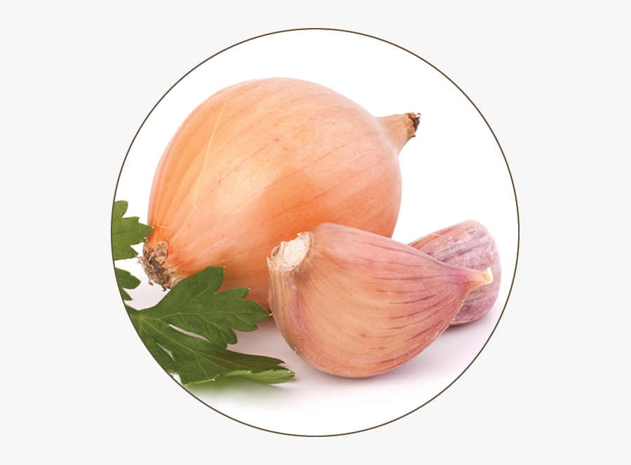 Onion Clipart Pungent - Yellow Onion, Transparent Clipart