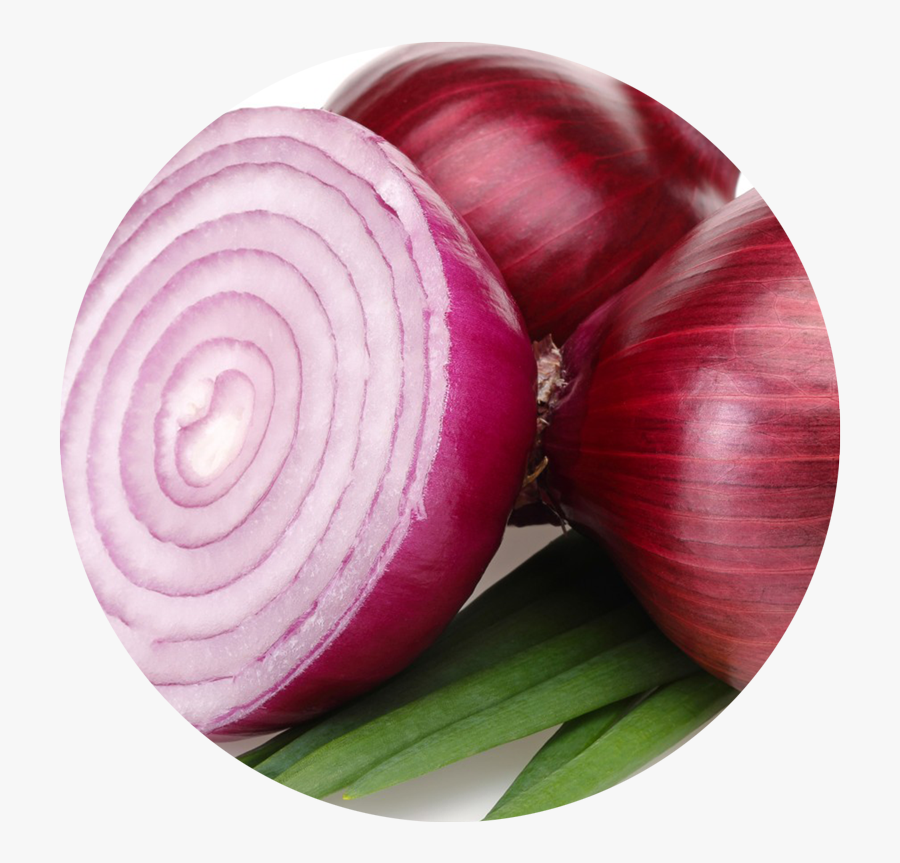 Onion Clipart Pungent - Onion In Marathi, Transparent Clipart