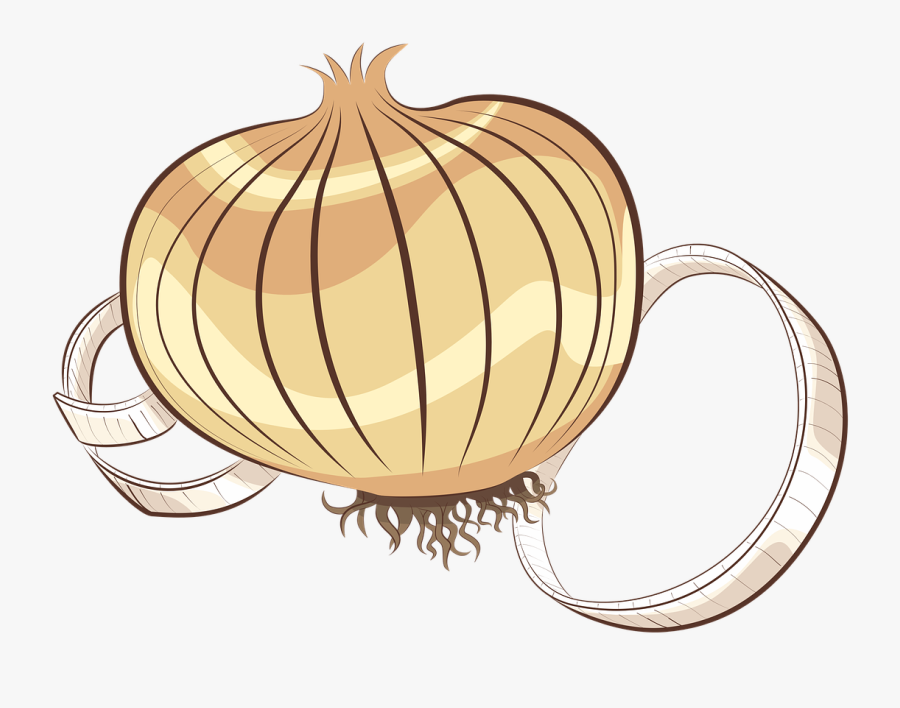 หอม หัว ใหญ่ ภาพ วาด, Transparent Clipart