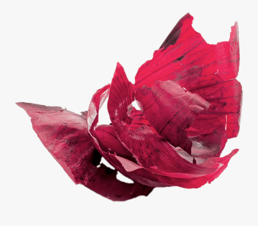Onion Peels, Transparent Clipart