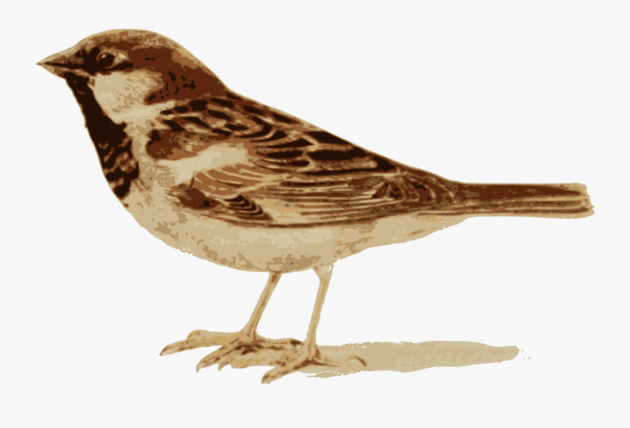 Perching Bird,ruddy Turnstone,sparrow - House Sparrow, Transparent Clipart