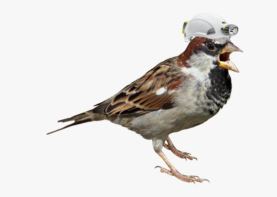 House Sparrow White Background, Transparent Clipart