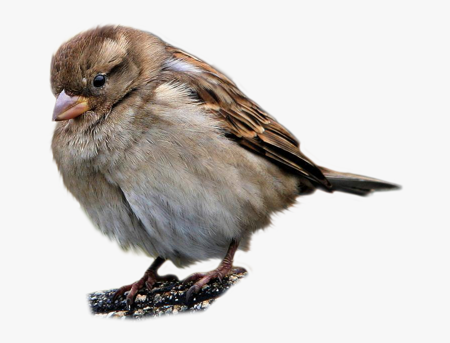 Best Free Sparrow Transparent Png File - Transparent Image Sparrow Bird, Transparent Clipart