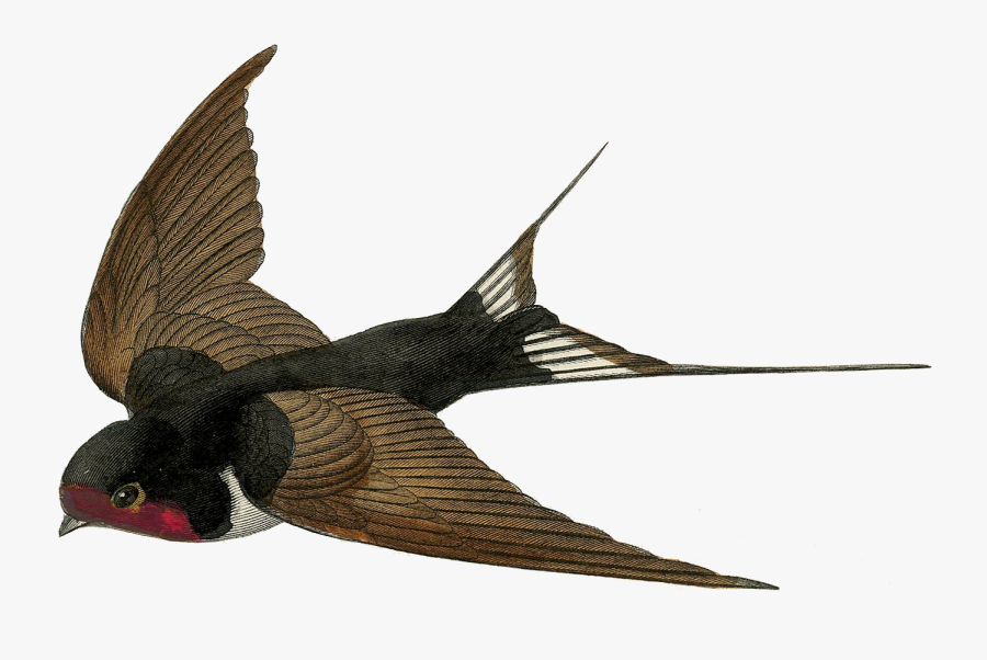 Swallow No Background, Transparent Clipart