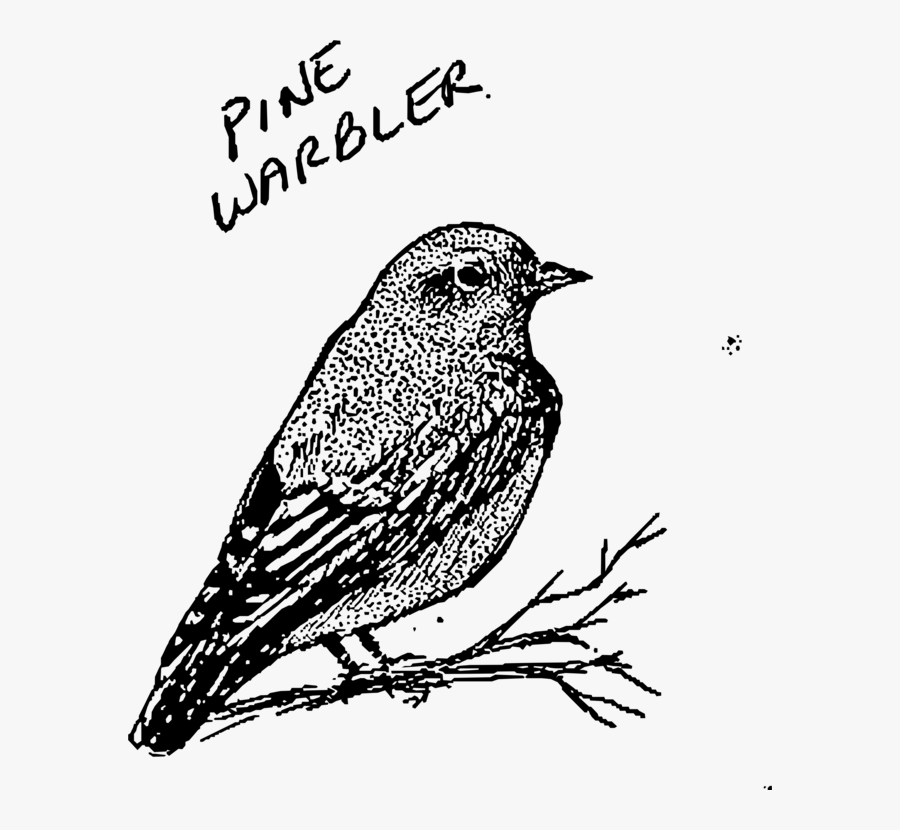 Art,sparrow,monochrome Photography - Bird Line Art, Transparent Clipart