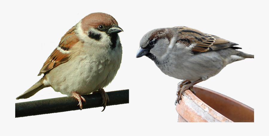 Sparrow Png - Пнг Воробей, Transparent Clipart