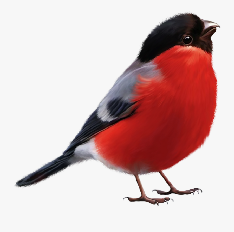 Bullfinch Cartoon, Transparent Clipart