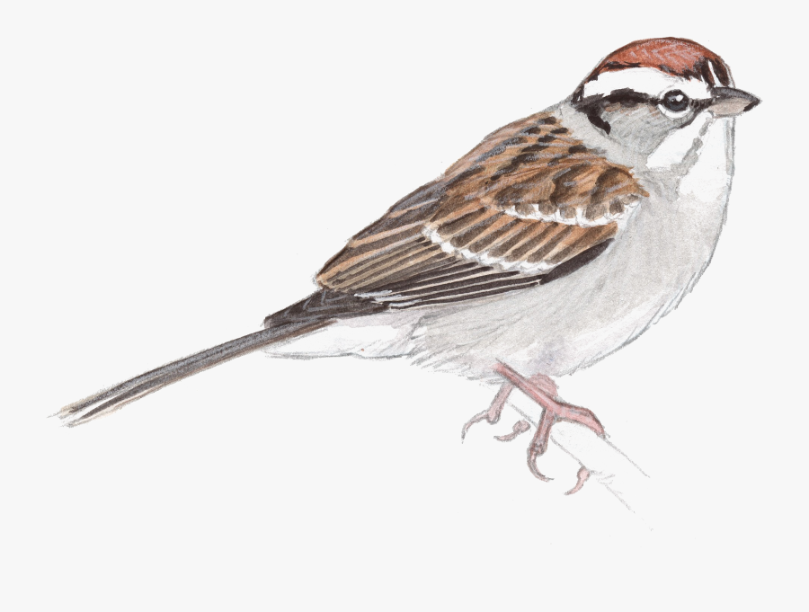 Sparrow Png Transparent Images - Drawing Of A Sparrow With Colour, Transparent Clipart