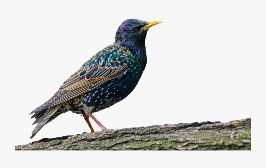 Bird Star Isolated Free Picture - European Starling Transparent Background, Transparent Clipart