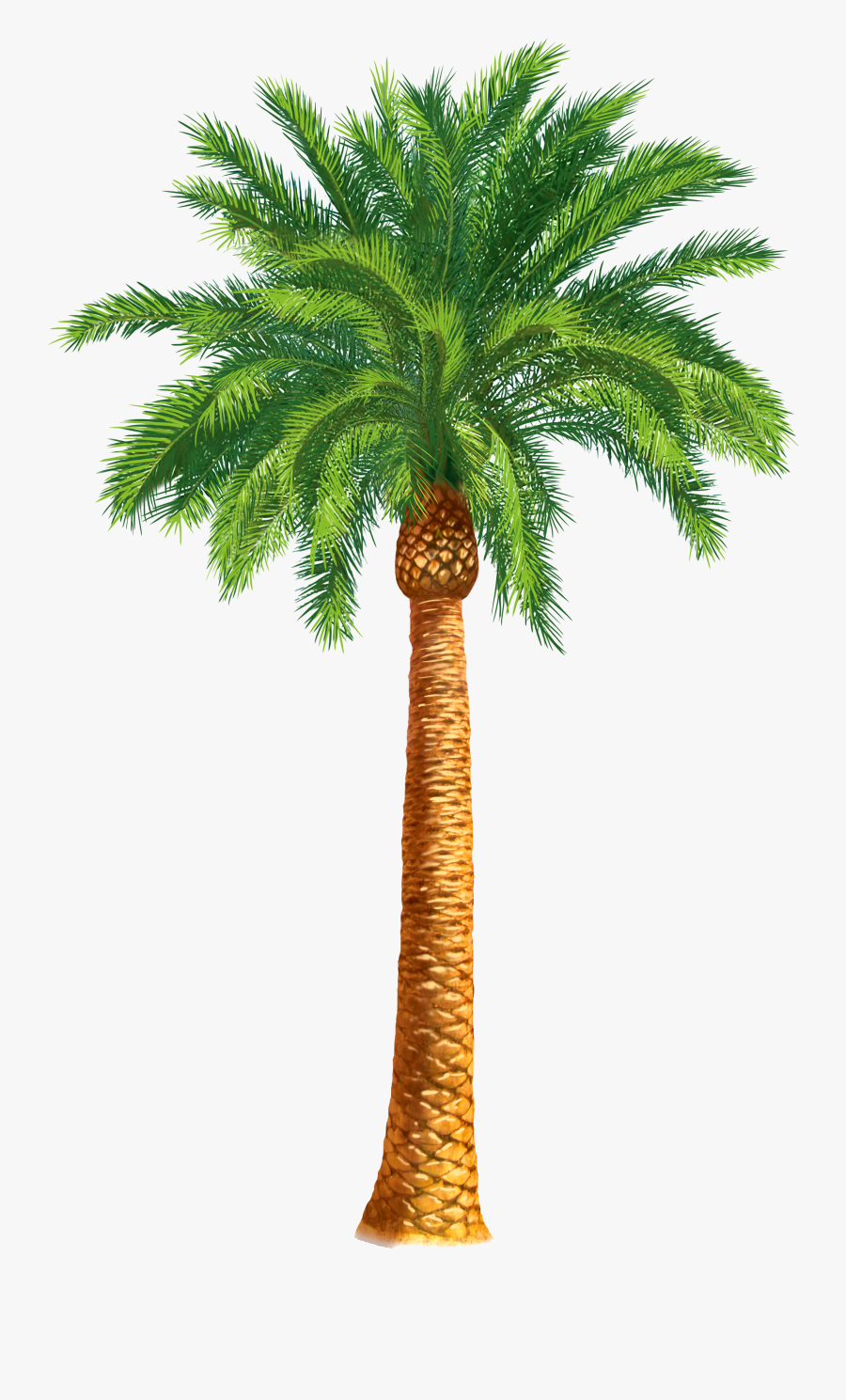 Palm Clipart Date Tree - Date Palm Tree Drawing, Transparent Clipart