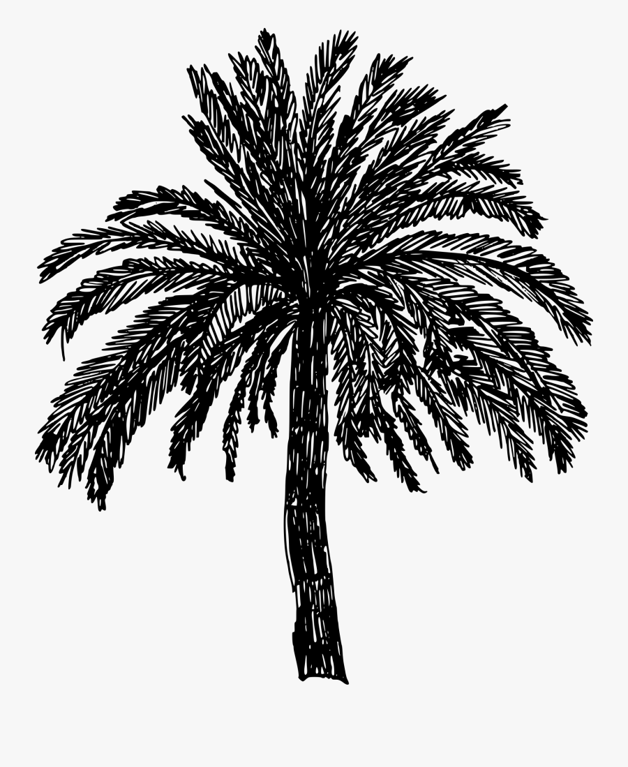 Transparent Palme Clipart - Attalea Speciosa, Transparent Clipart