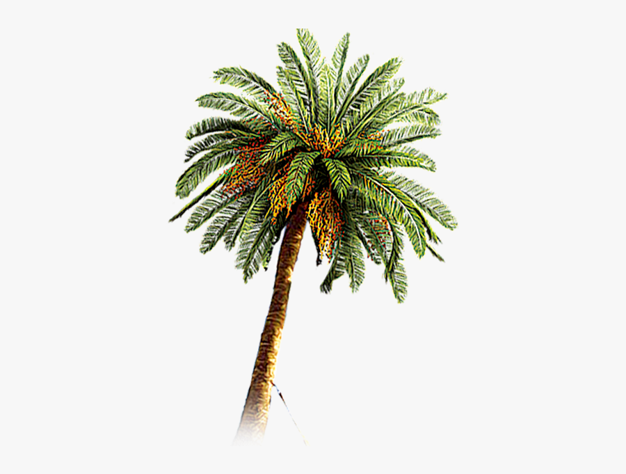 Palm Tree Png Image - Date Palm Tree Png, Transparent Clipart