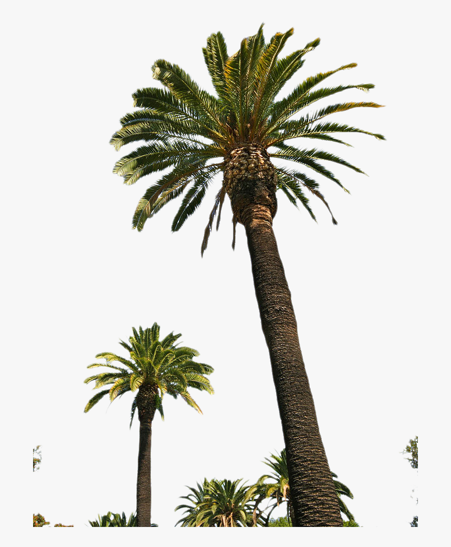 Transparent Date Palm Tree Clipart - Tall Palm Tree With Fruit, Transparent Clipart