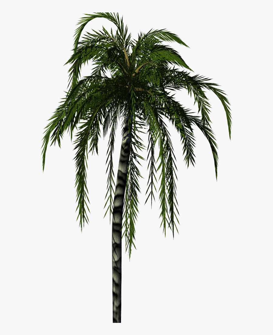 Clip Art Palm Tree Textures - Palm Tree Render Png, Transparent Clipart