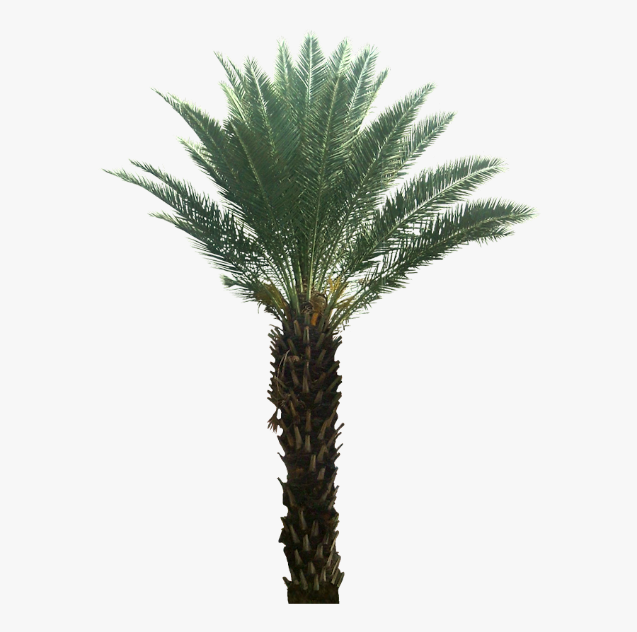 Transparent Date Palm Tree Clipart - Tropical Plants On Transparent Background, Transparent Clipart