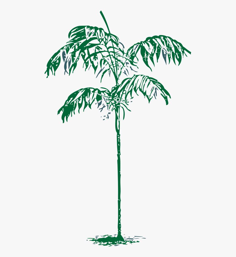 Transparent Coconut Tree Clipart - Palm Tree Sketches Transparent, Transparent Clipart