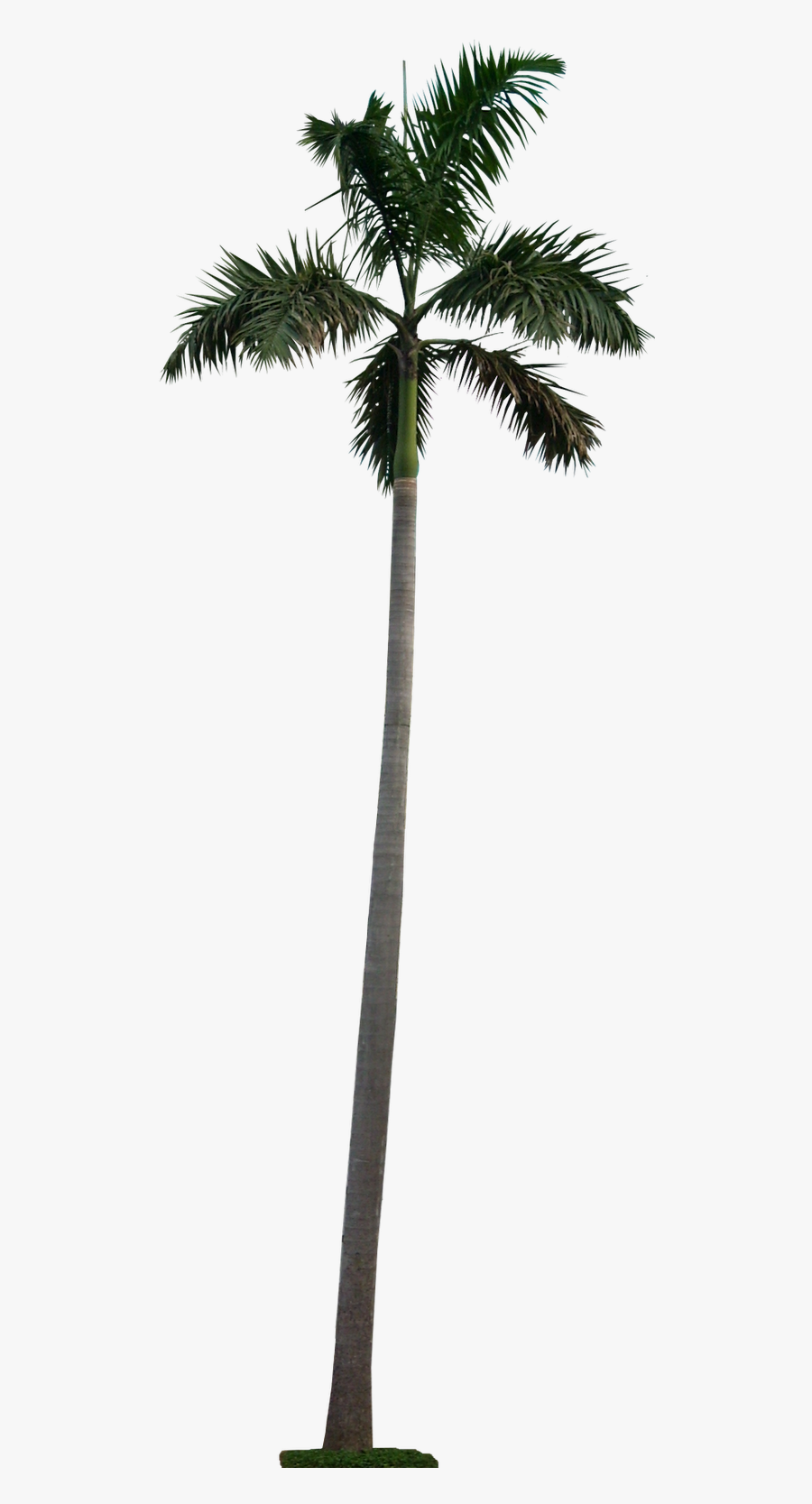 Jamaican Royal Palm Or Mountain Cabbage Palm Jamaican - Long Palm Tree Png, Transparent Clipart