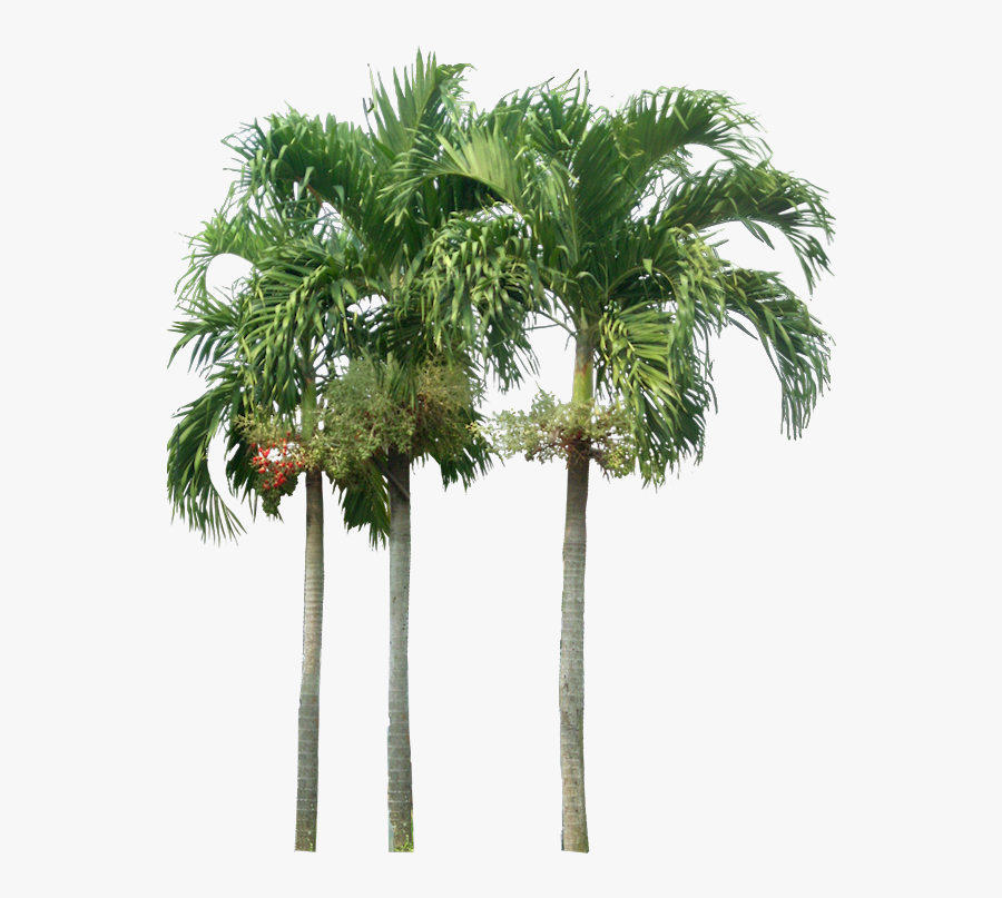 Tropical Plant Pictures - Palm Tree Elevation Png, Transparent Clipart
